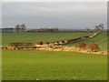 Arable land, Eccles Tofts