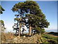 Scots Pine near Milestone Bank