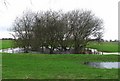 Small pond near Springbank Farm