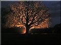 Swinton Park Tree by night