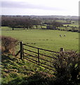 Farmland View