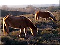 SU1708 : Ponies grazing Rockford Common, New Forest by Jim Champion