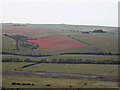 Poppies on the South Downs