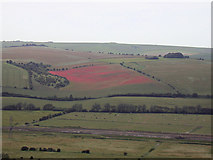 TQ4204 : Poppies on the South Downs by Robin Webster