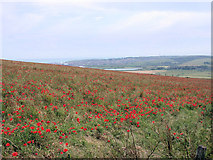 TQ4305 : Poppies on Itford Hill by Robin Webster
