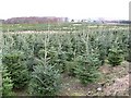 Garrocher Tree Farm