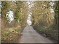 Tree Lined Lane