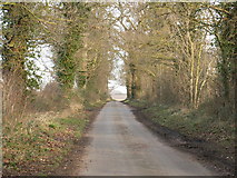 TM1073 : Tree Lined Lane by Richard Rice