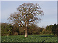 Oak in farmland at Westcot