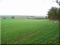 Looking North, along the hedge