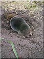 Mole Digging a Hole