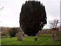 Yew Tree at St Marys Church