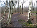 Footpath through Blakes Wood