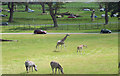 Giraffe and Zebra at Longleat Safari Park