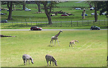 ST8144 : Giraffe and Zebra at Longleat Safari Park by Maigheach-gheal