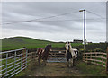 Horses on bridleway