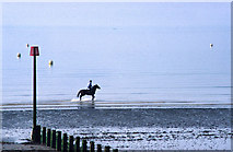 SZ9398 : Horse being exercised on beach at Bognor Regis, West Sussex by Christine Matthews