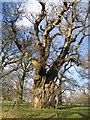 SJ2266 : Old Tree at Gwysaney by John S Turner