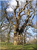 SJ2266 : Old Tree at Gwysaney by John S Turner