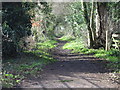 Looking SW along wooded footpath, Elmstone.