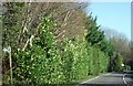 Roadside and high hedge in Lyons Gate