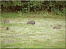 TQ2897 : Rabbits in Trent Country Park, London, N14 by Christine Matthews