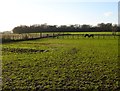 Paddocks near Pollyfield Farm