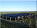 Silage and grazing sheep