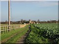 View of cauliflower field and footpath to Preston from Deerson Lane.