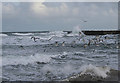 Gulls by Port Rae, ill at ease in a strongish northwesterly.