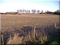 Maize stubble