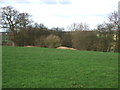 Copse near the path