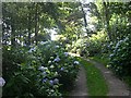 Hydrangea Path in St Loy