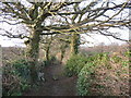 The old Llwyn y Brain driveway