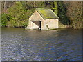 Stubbing Boathouse and Winter Visitor (Scaup)