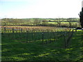 Welland Valley Vineyard