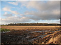 Tibet Plantation across winter stubble field