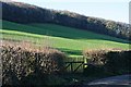 Woodland on the valley side