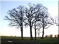 Copse at sunset