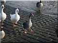 SK6465 : Rufford Country Park - March of the Greylag Goose by Alan Heardman