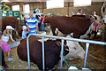 Show Cattle