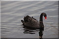 A black swan on the Clea Lakes near Killyleagh