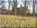 Sheep folded on turnips, Newlands Hall