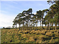 Pine trees on Eglingham Moor