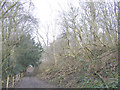 Byway through Ashenbank Wood