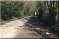 Tree-lined road