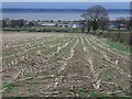 A Harvested Field