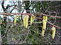 Hazel catkins in a hedge at Salthrop near Swindon