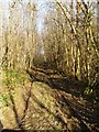 Track through chestnut coppice