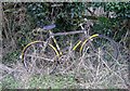 ST8386 : Bicycle in hedge by Roger Cornfoot
